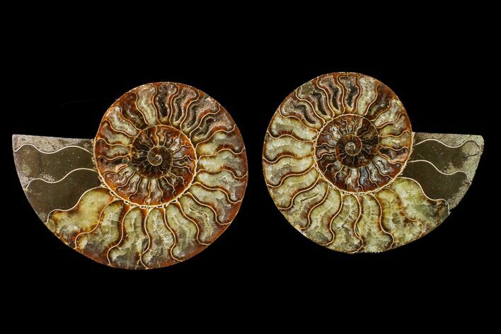 Agate Replaced Ammonite Fossil - Madagascar #158316